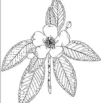 thumbnail for publication: Gordonia lasianthus: Loblolly-Bay